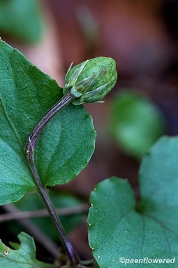 Leaf and fruit